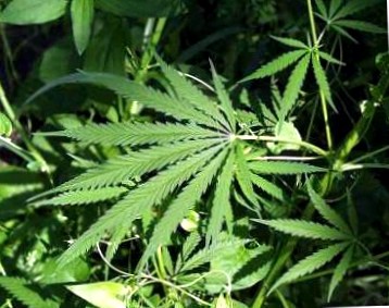 austria: social democrats voted to decriminalize cannabis